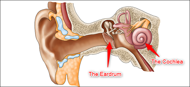 Un diagrama de la oreja.  Se resaltan el tímpano (oído medio) y la cóclea (oído interno).