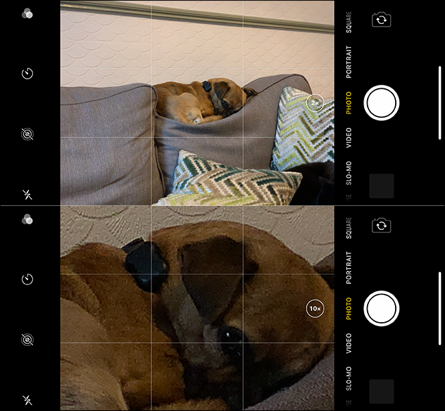 Ejemplo de una imagen de zoom incorrecta de un perro en un iPhone. 