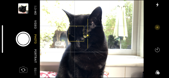 La cara de un gato con la opción de tocar para enfocar que aparece en la aplicación Cámara del iPhone.
