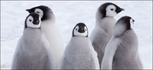 Pollitos de pingüino emperador en la nieve.