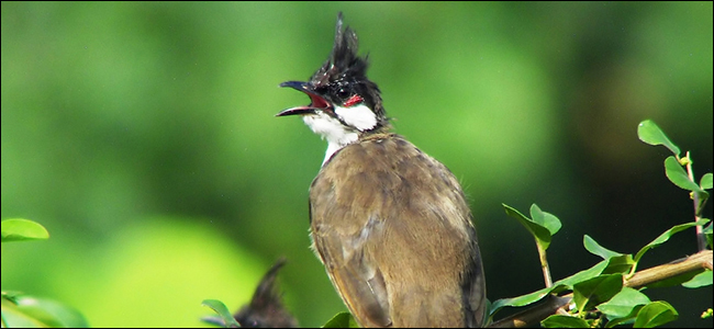 tonterías de pájaro ruidoso