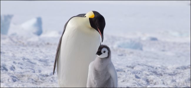 Un pingüino emperador adulto y un polluelo.