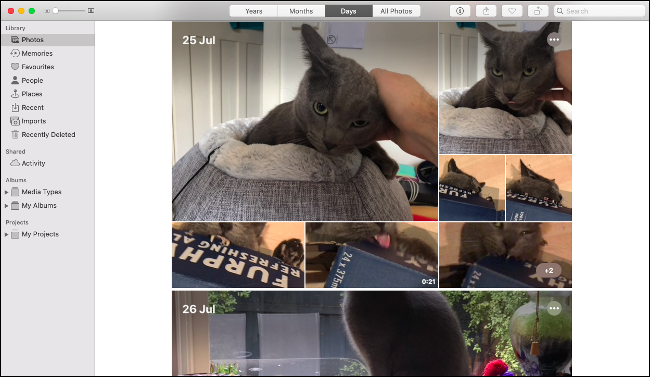 La aplicación Fotos en macOS Catalina que muestra una serie de imágenes de un gato gris.