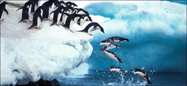 Pingüinos saltando al océano