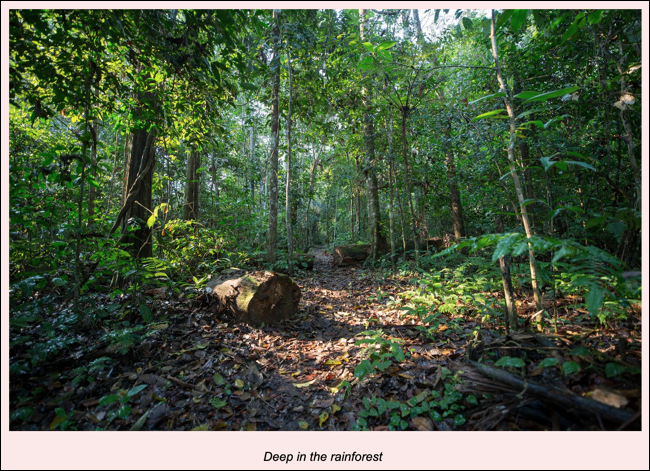 Título de la selva tropical en la tabla en Google Docs
