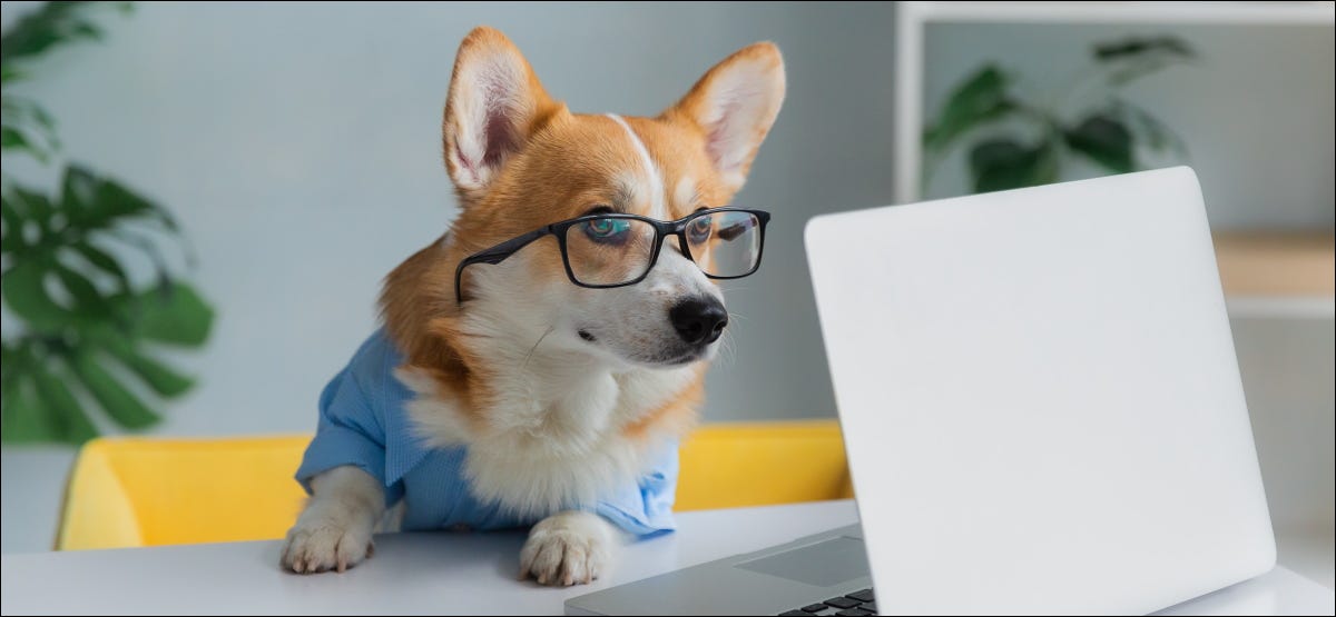 Un perro corgi con gafas y mirando una computadora portátil.