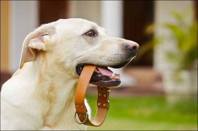 Un labrador retriever amarillo con un collar de perro en la boca.