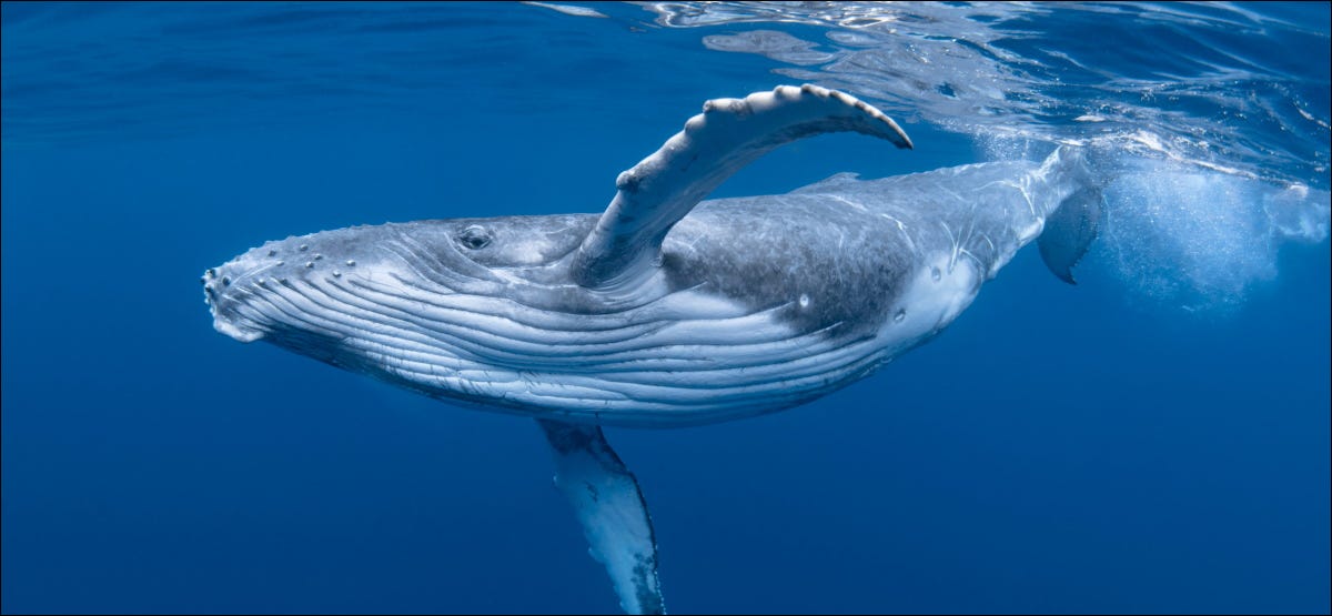 Una cría de ballena jorobada en agua azul.