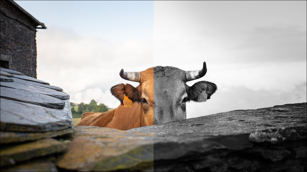 Medio filtro aplicado a la imagen de una vaca.
