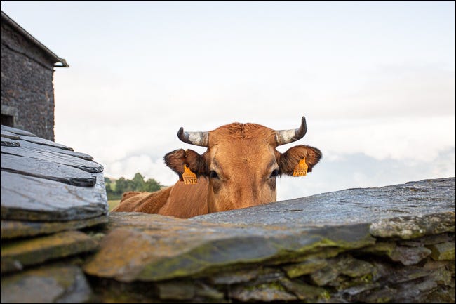 foto de vaca plana