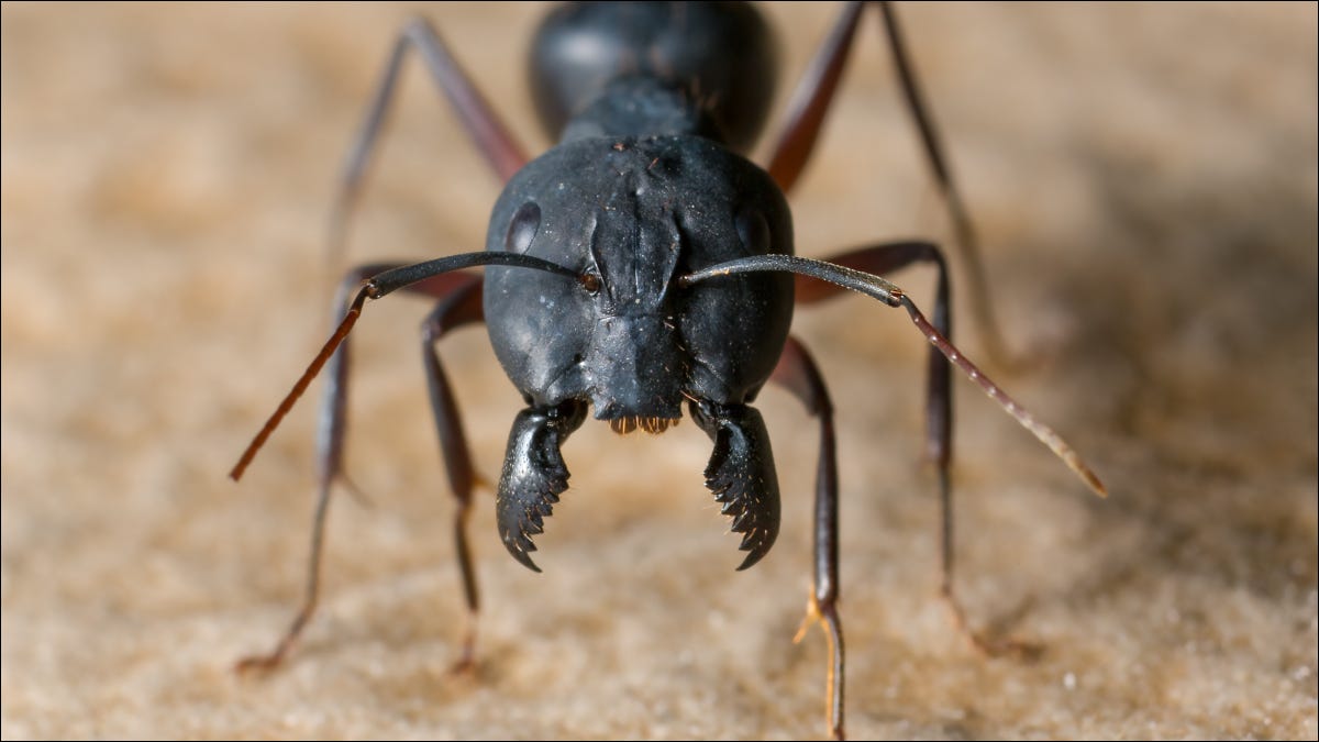 Imagen de detalle de una gran hormiga negra con mandíbulas abiertas.