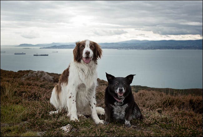 Dos perros sentados tranquilamente frente a un acantilado mirador 