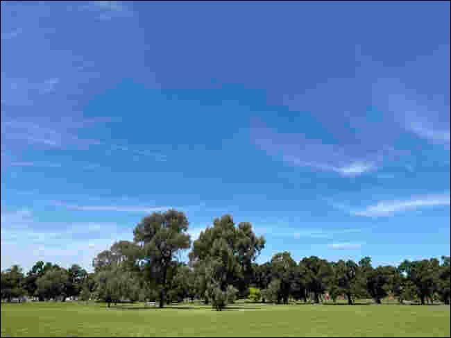 Imagen JPEG comprimida de árboles bajo un cielo azul