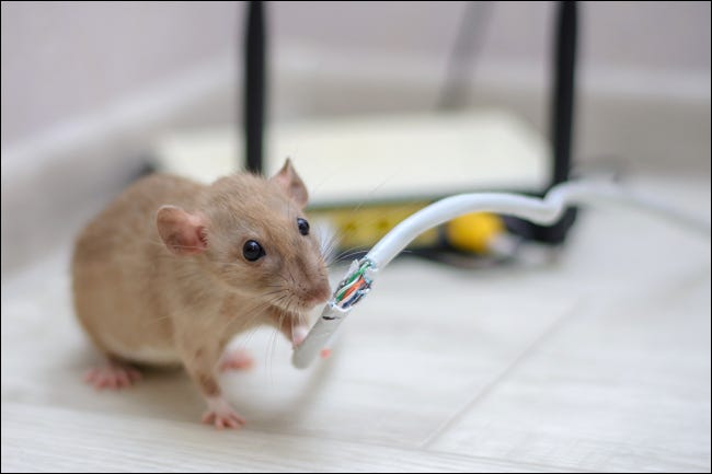 Ratón masticando a través de un cable Ethernet conectado a un enrutador doméstico