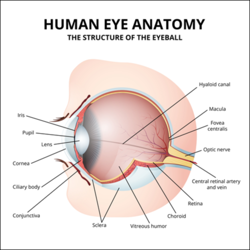 Un diagrama de la anatomía del ojo humano que muestra la fóvea.