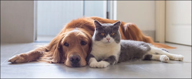 Un perro y un gato sentados juntos.