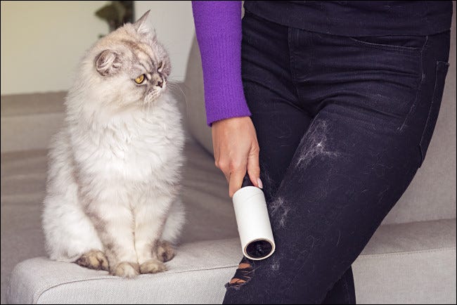 Un gato despojándose de los jeans de una mujer.