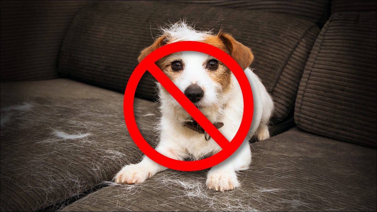 No se permiten mascotas: un perro tachado que se muda en un sofá.