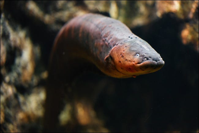 Una anguila marina en un acuario