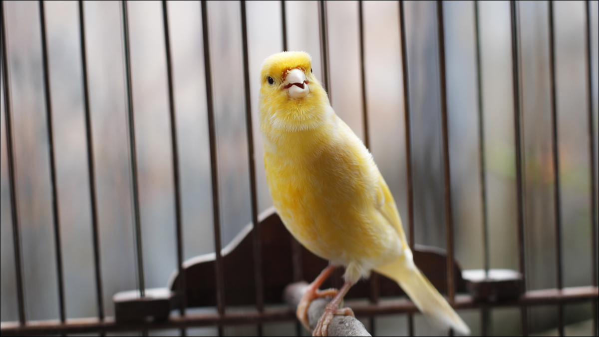 Un canario en una jaula.